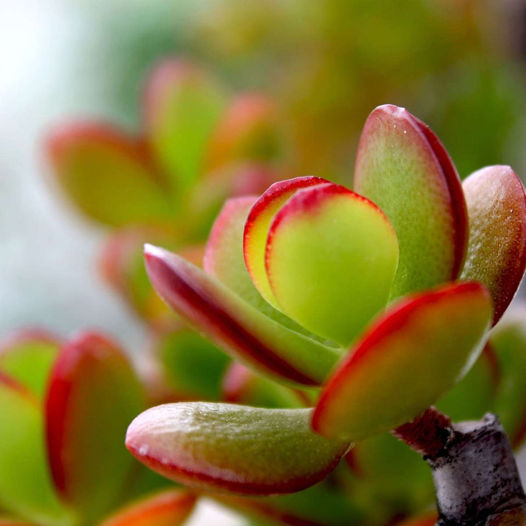 Crassula ovata Sunset - Vetplant - Kamerplant