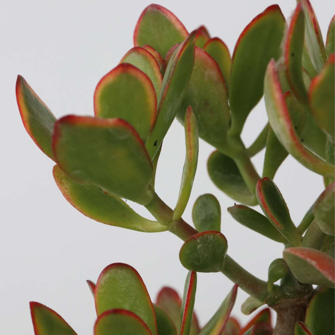 Crassula ovata Sunset - Vetplant - Kamerplant