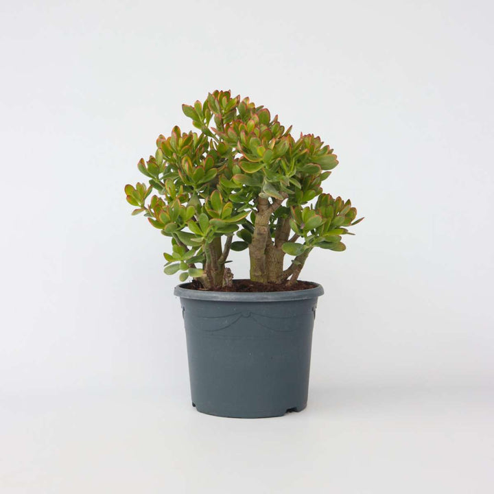 Crassula ovata Sunset - Vetplant - Kamerplant