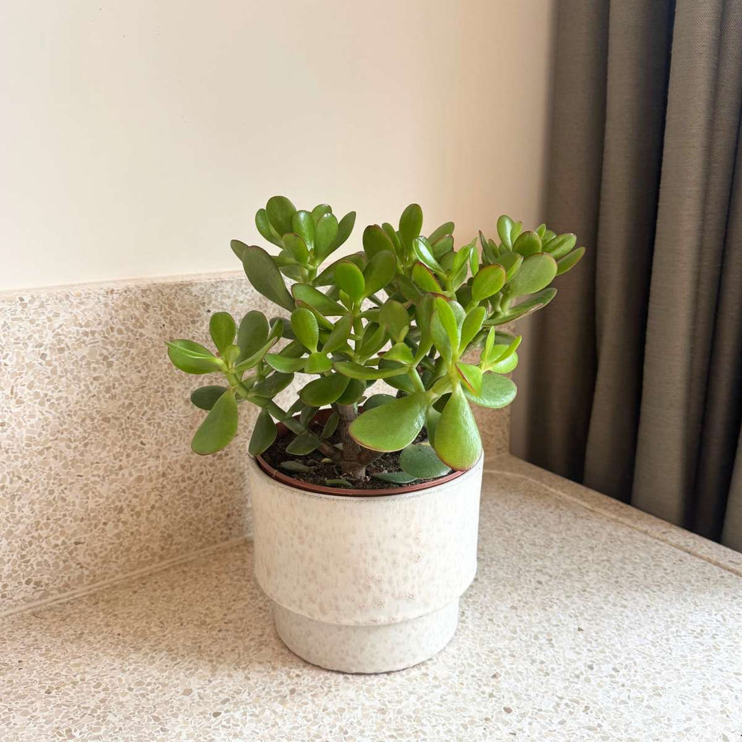 Crassula ovata 'Minor'