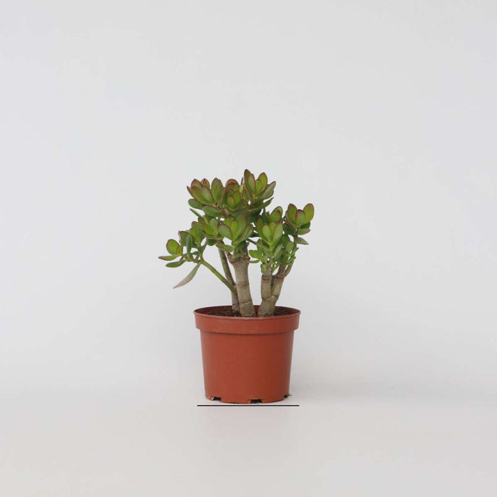 Crassula ovata Minor - Vetplant - Kamerplant