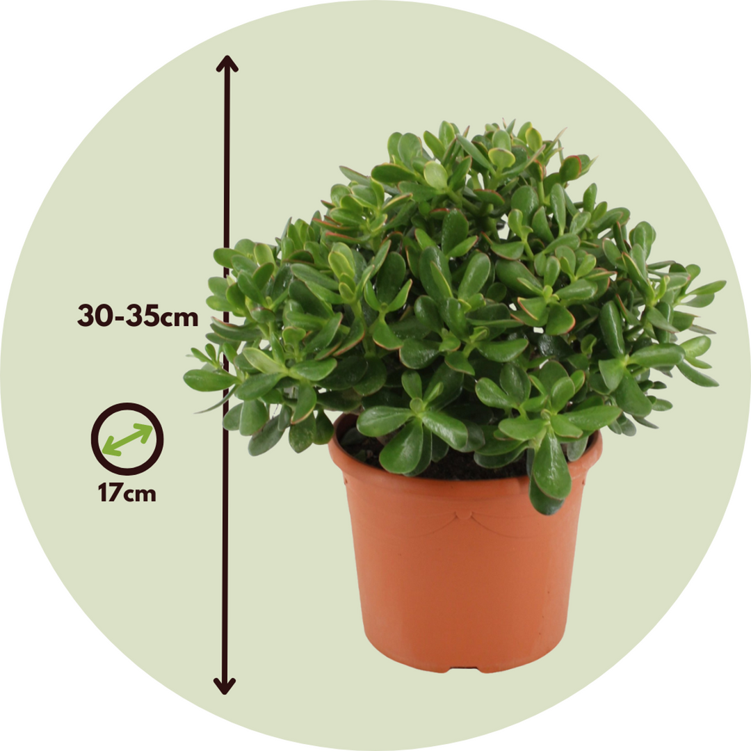 Crassula ovata Minor - Vetplant - Kamerplant