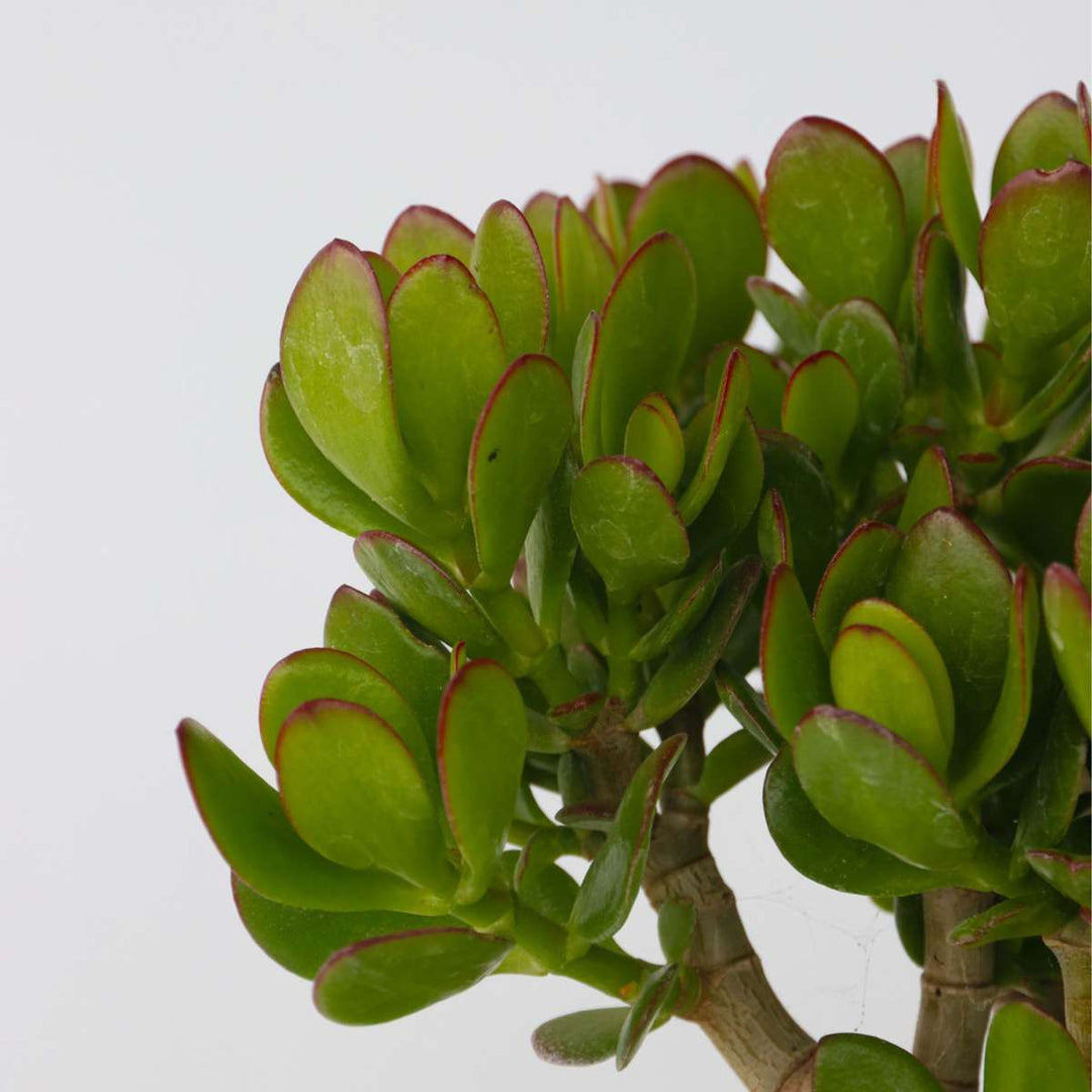 Crassula ovata Minor - Vetplant - Kamerplant