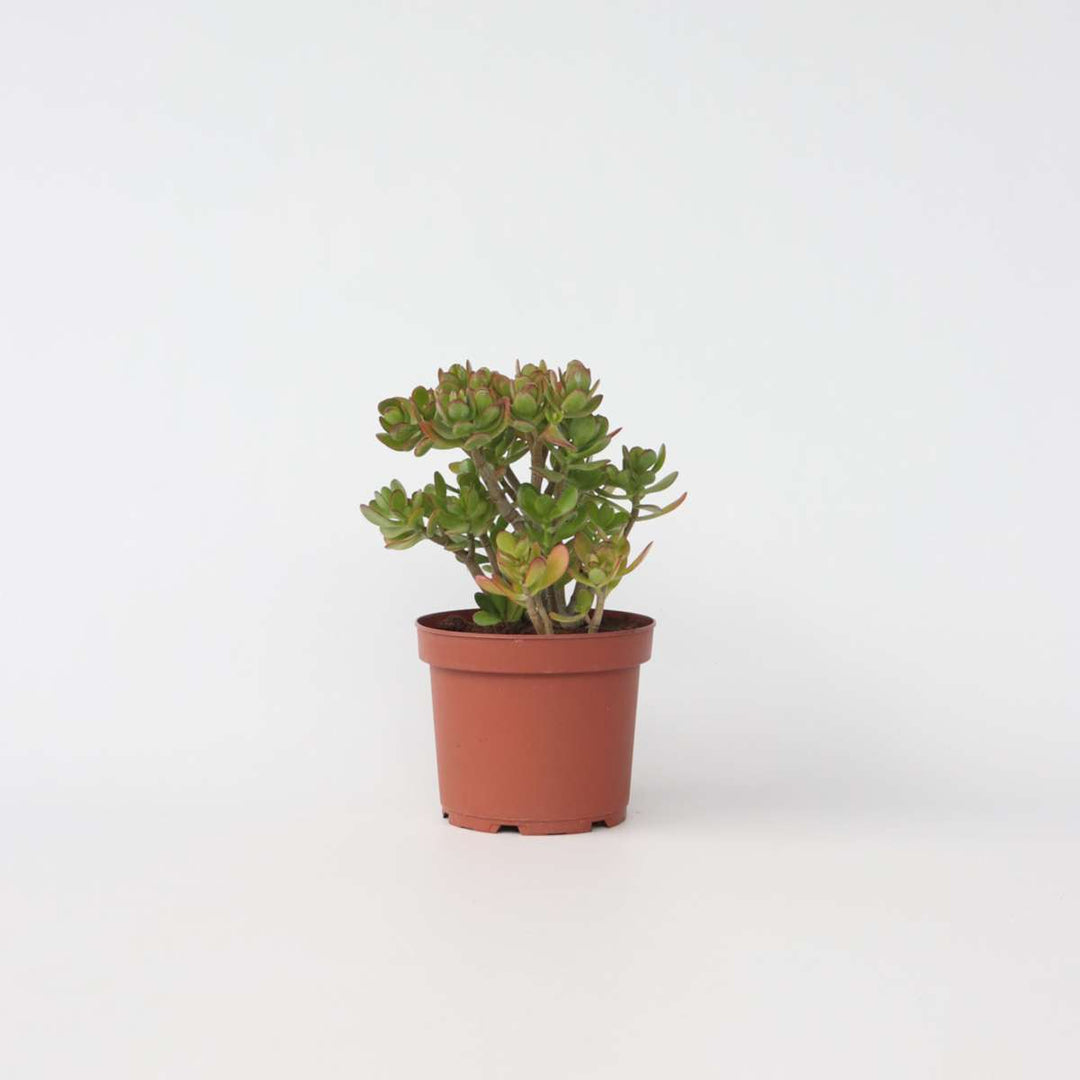 Crassula ovata Minor - Vetplant - Kamerplant