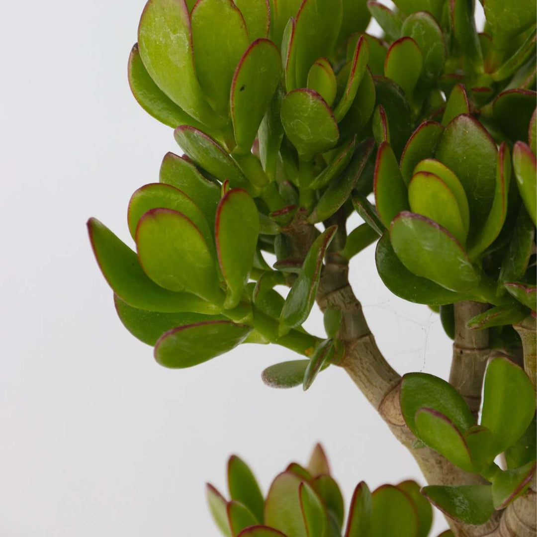 Crassula ovata Minor - Vetplant - Kamerplant