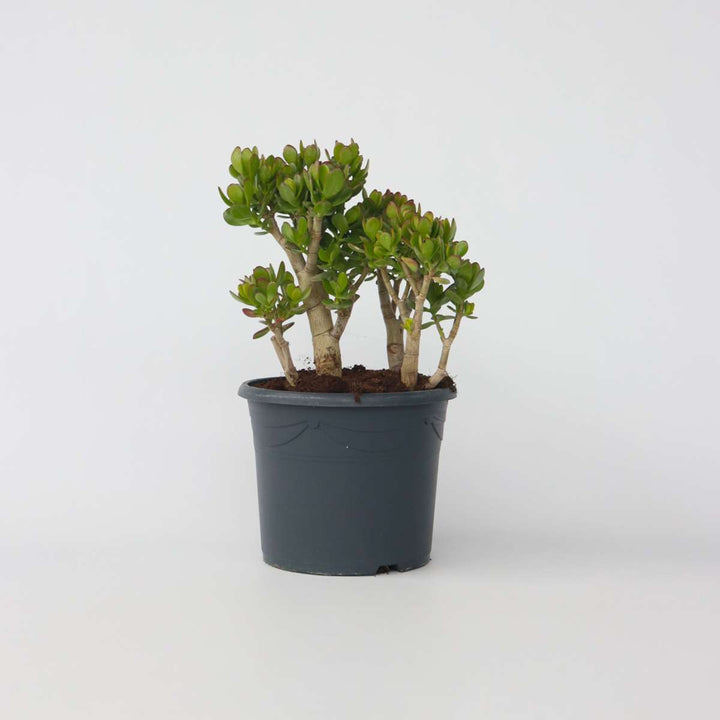 Crassula ovata Minor - Vetplant - Kamerplant