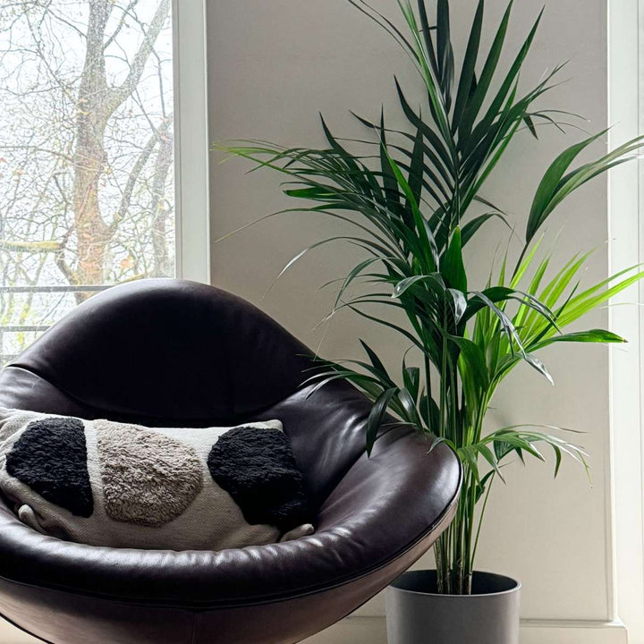Howea Forsteriana - Kentiapalm - XL kamerplant