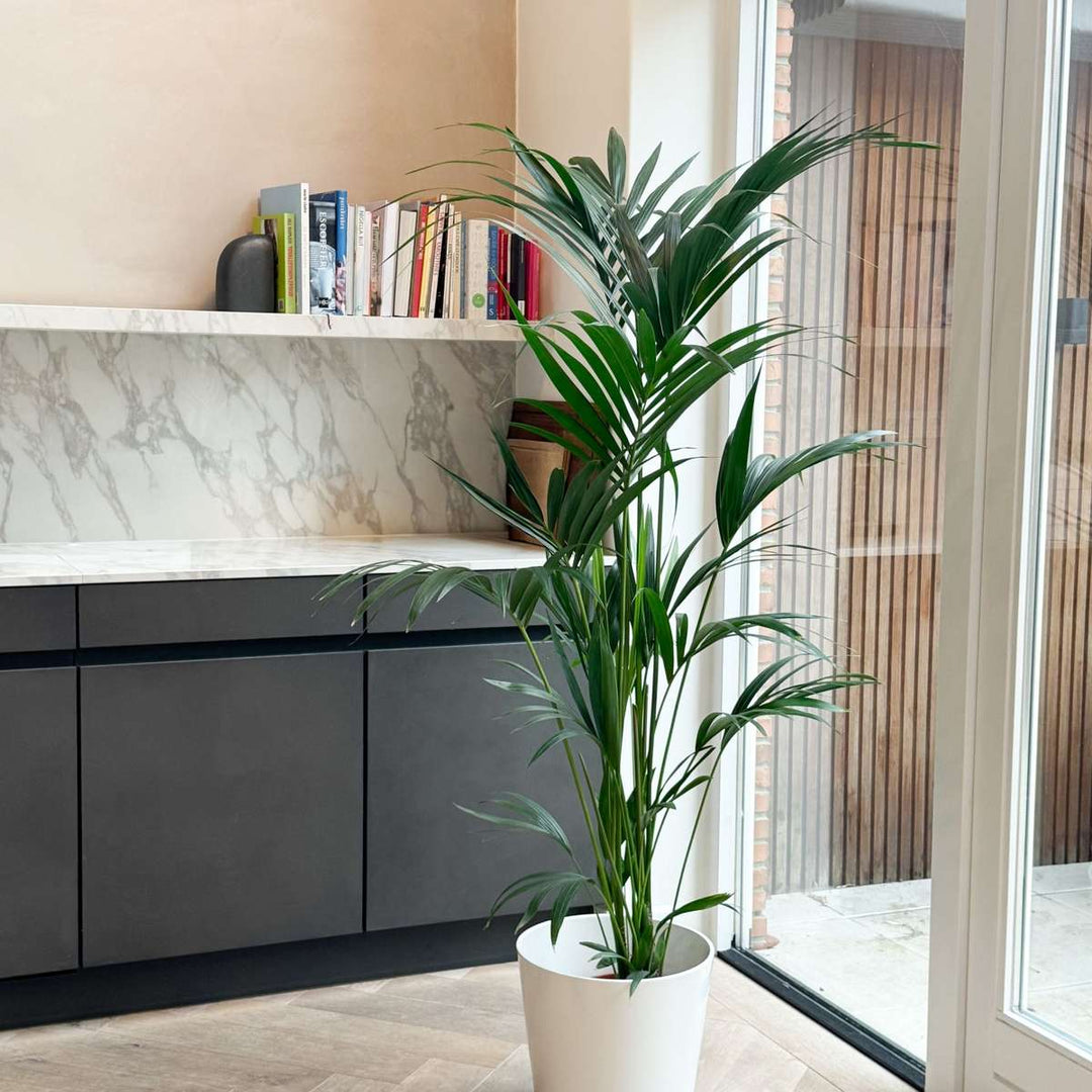Howea Forsteriana - Kentiapalm - XL kamerplant