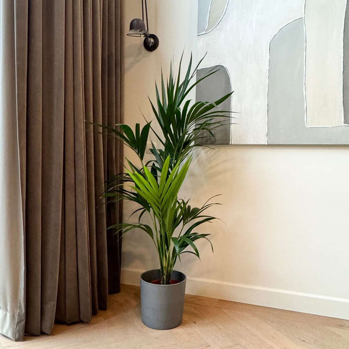 Howea Forsteriana - Kentiapalm - XL kamerplant