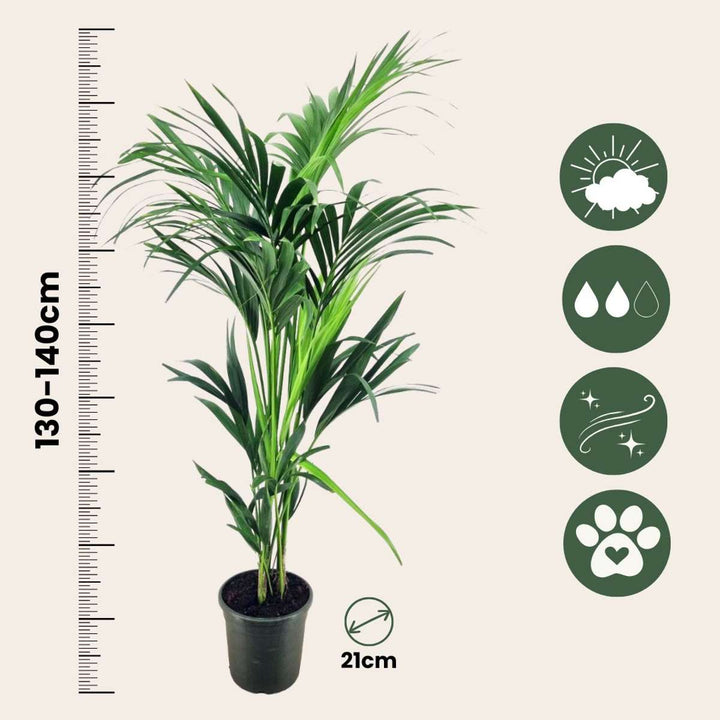 Howea Forsteriana - Kentiapalm - XL kamerplant