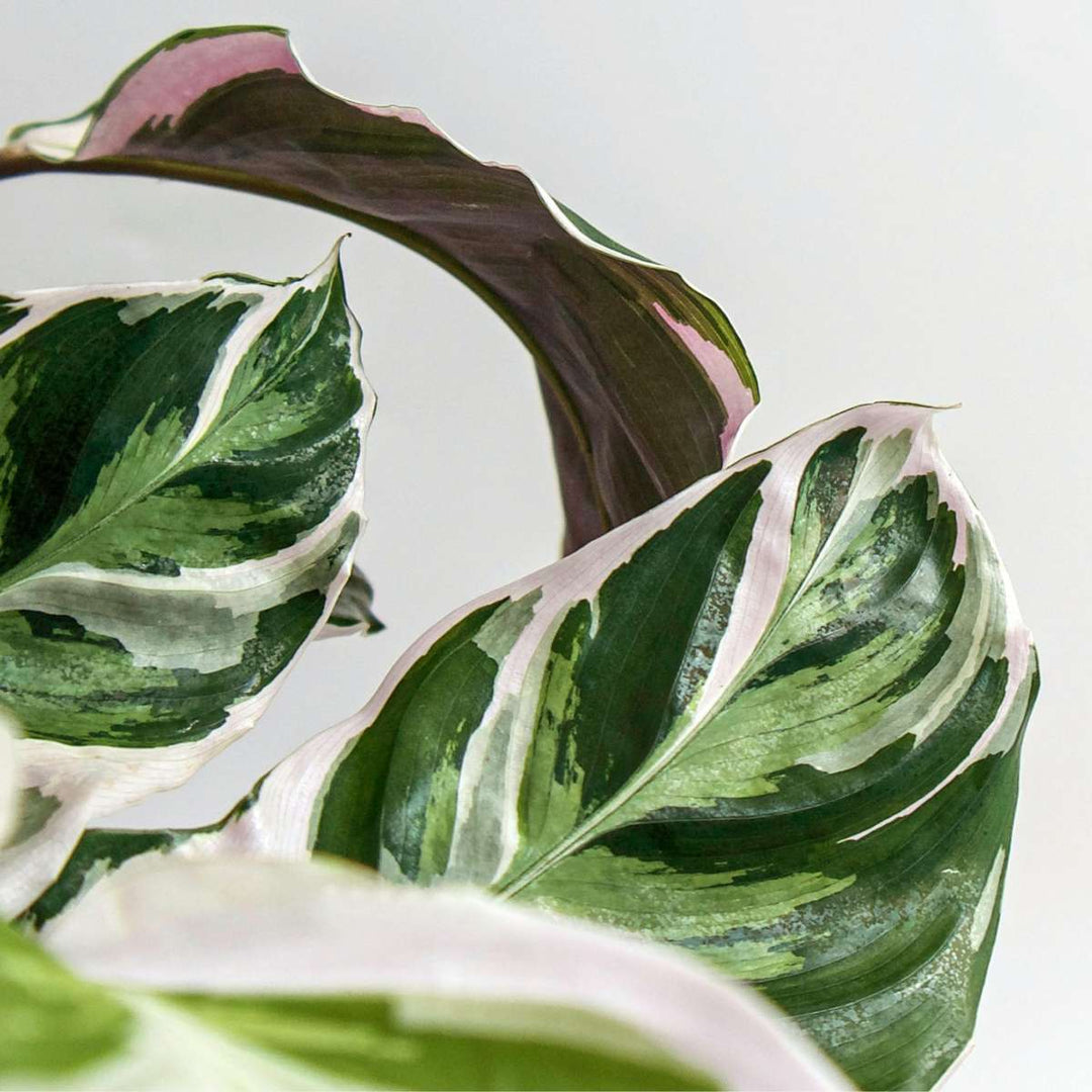 Calathea 'Fusion White' - Luchtzuiverend - Kamerplant