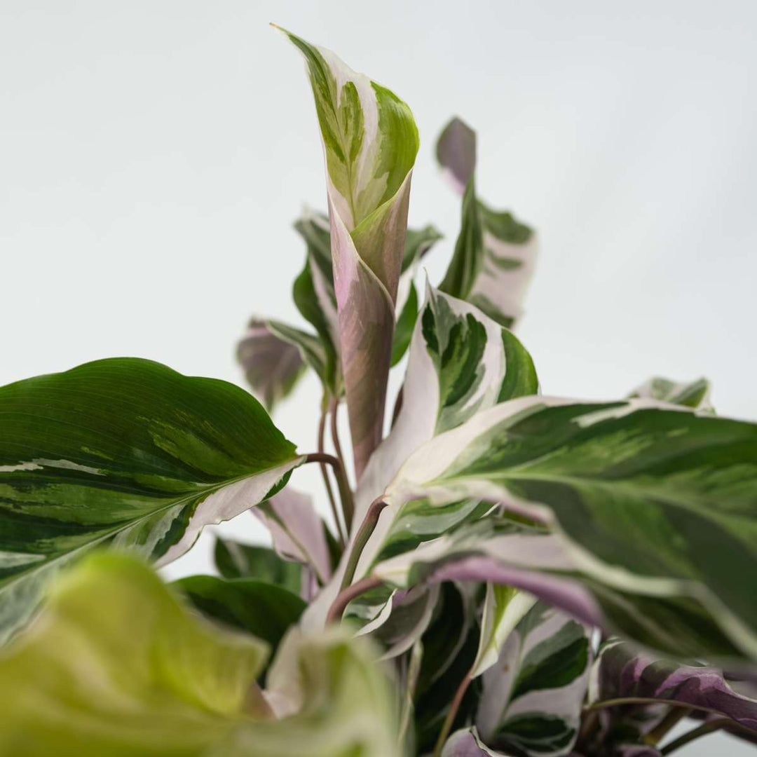 Calathea 'Fusion White' - Luchtzuiverend - Kamerplant