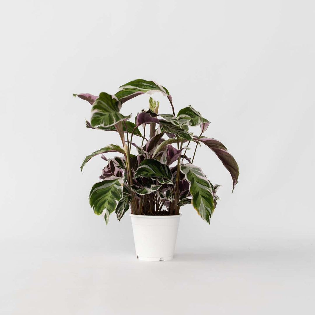 Calathea 'Fusion White' - Luchtzuiverend - Kamerplant