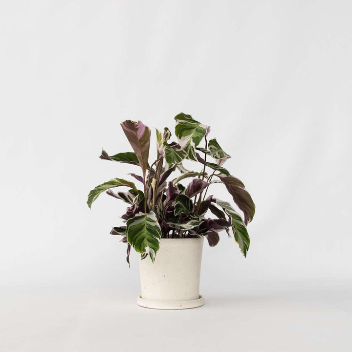 Calathea 'Fusion White' - Luchtzuiverend - Kamerplant