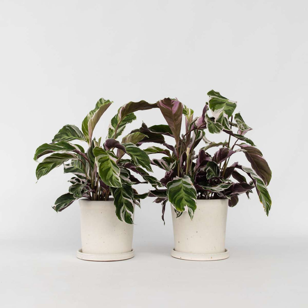 Calathea 'Fusion White' - Set van 2 - Kamerplant