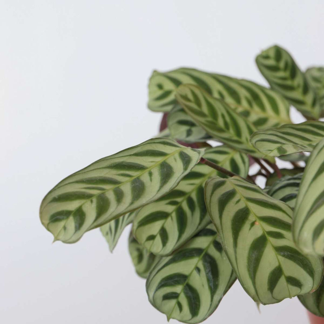 Ctenanthe 'gebedsplant' - Burle-marxii