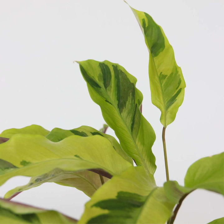 Kalatėja 'Fusion Yellow' - Oro valymo priemonė