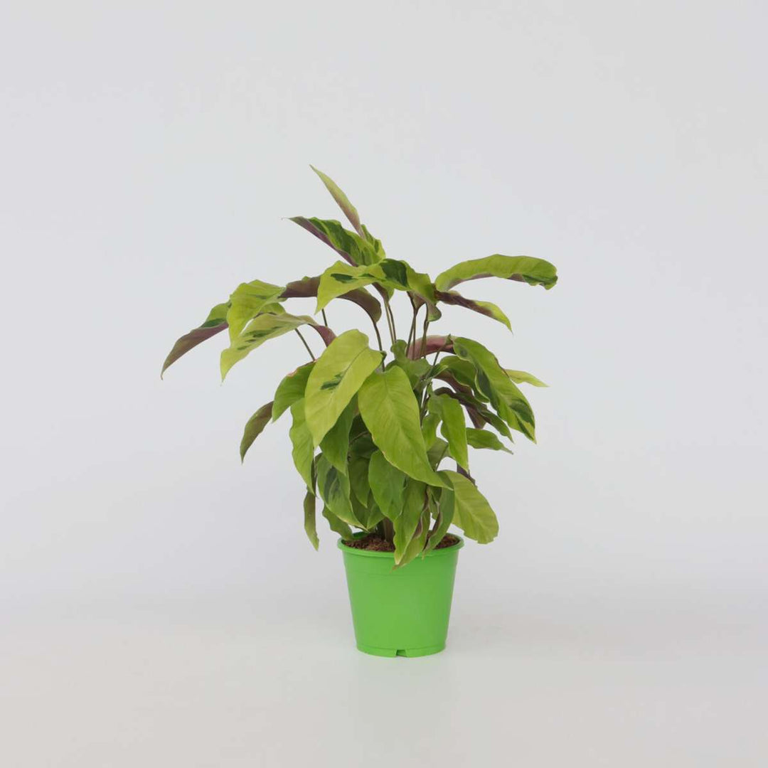 Kalatėja 'Fusion Yellow' - Oro valymo priemonė