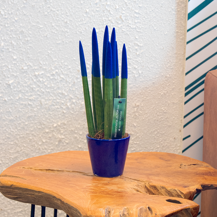 Sansevieria cylindrica 'Velvet Touchz' - modrá - FloraStore