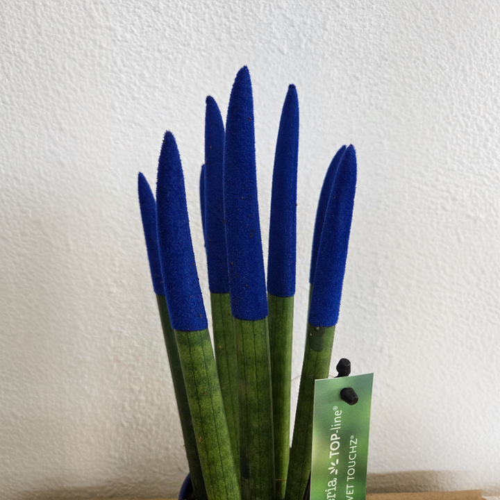 Sansevieria cylindrica 'Velvet Touchz' - modrá - FloraStore