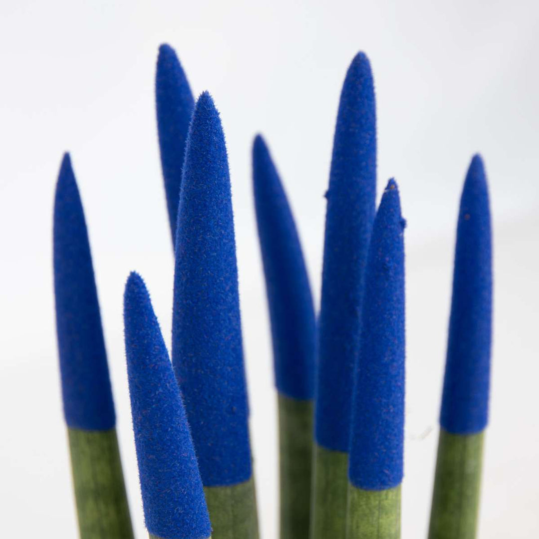 Sansevieria cylindrica 'Velvet Touchz' - modrá - FloraStore