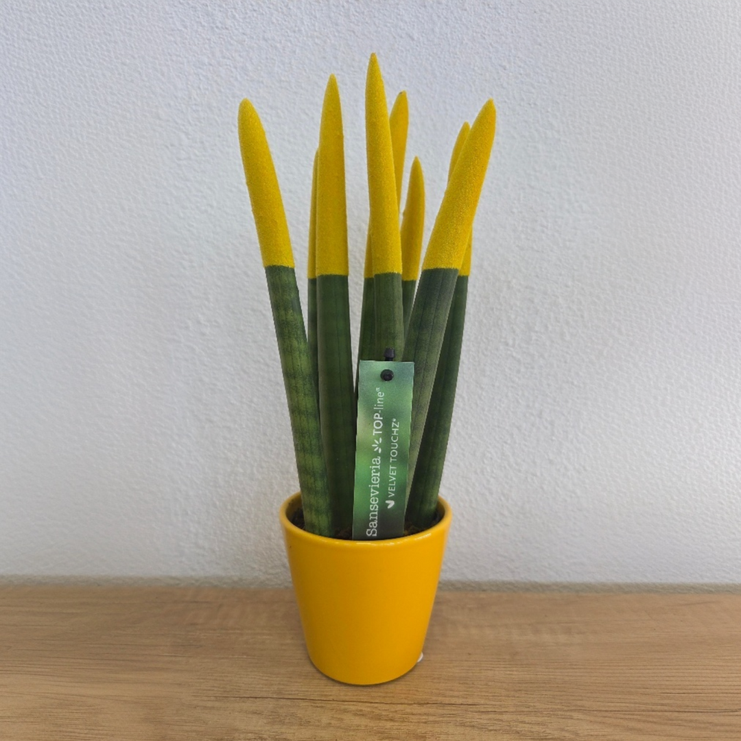 Sansevieria Cylindrica 'Velvet Touchz' - Geel - FloraStore