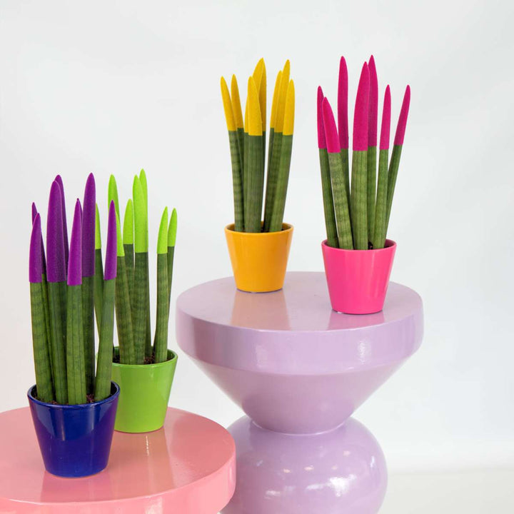 Sansevieria Cylindrica 'Velvet Touchz' - Geel - FloraStore