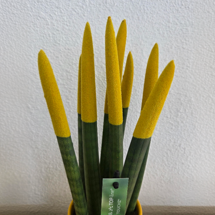 Sansevieria Cylindrica 'Velvet Touchz' - Geel - FloraStore