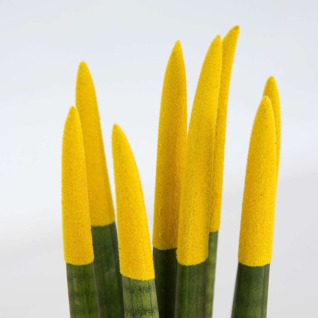 Sansevieria Cylindrica 'Velvet Touchz' - Geel - FloraStore