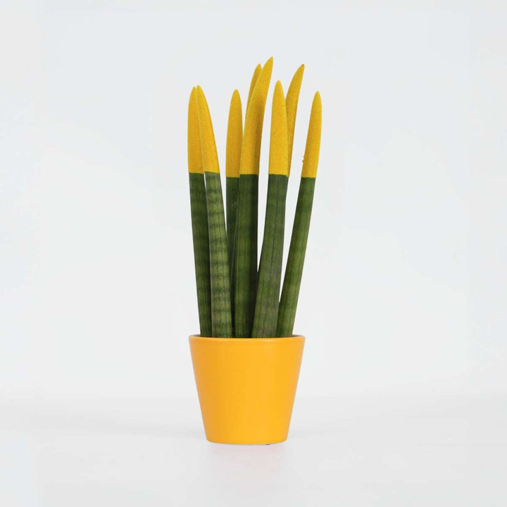 Sansevieria Cylindrica 'Velvet Touchz' - Geel - FloraStore
