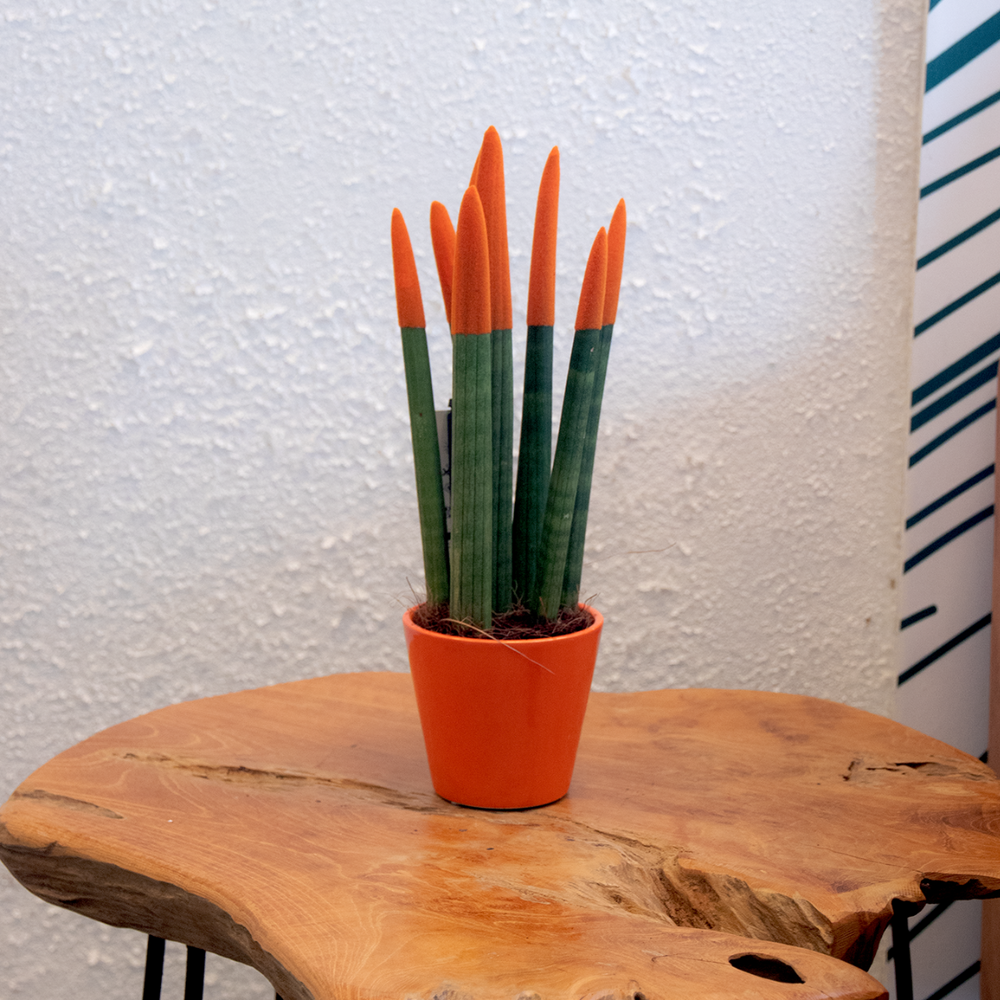 Sansevieria Cylindrica 'Velvet Touchz' - Narančasta - FloraStore