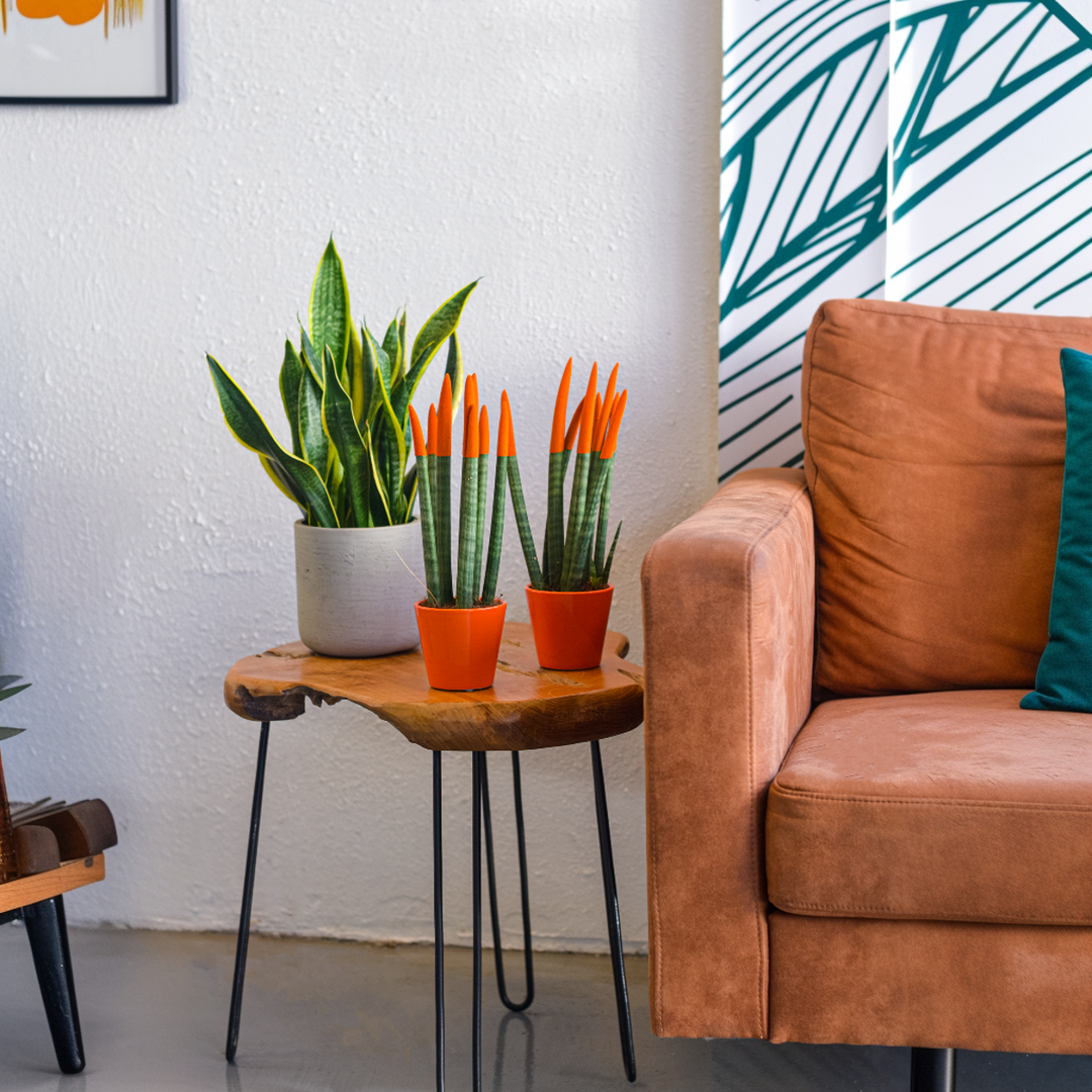 Sansevieria Cylindrica 'Velvet Touchz' - Narančasta - FloraStore