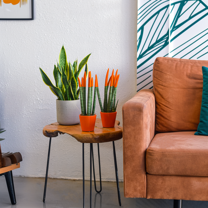 Sansevieria Cylindrica 'Velvet Touchz' - Narančasta - FloraStore
