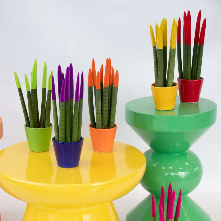 Sansevieria Cylindrica 'Velvet Touchz' - Narančasta - FloraStore
