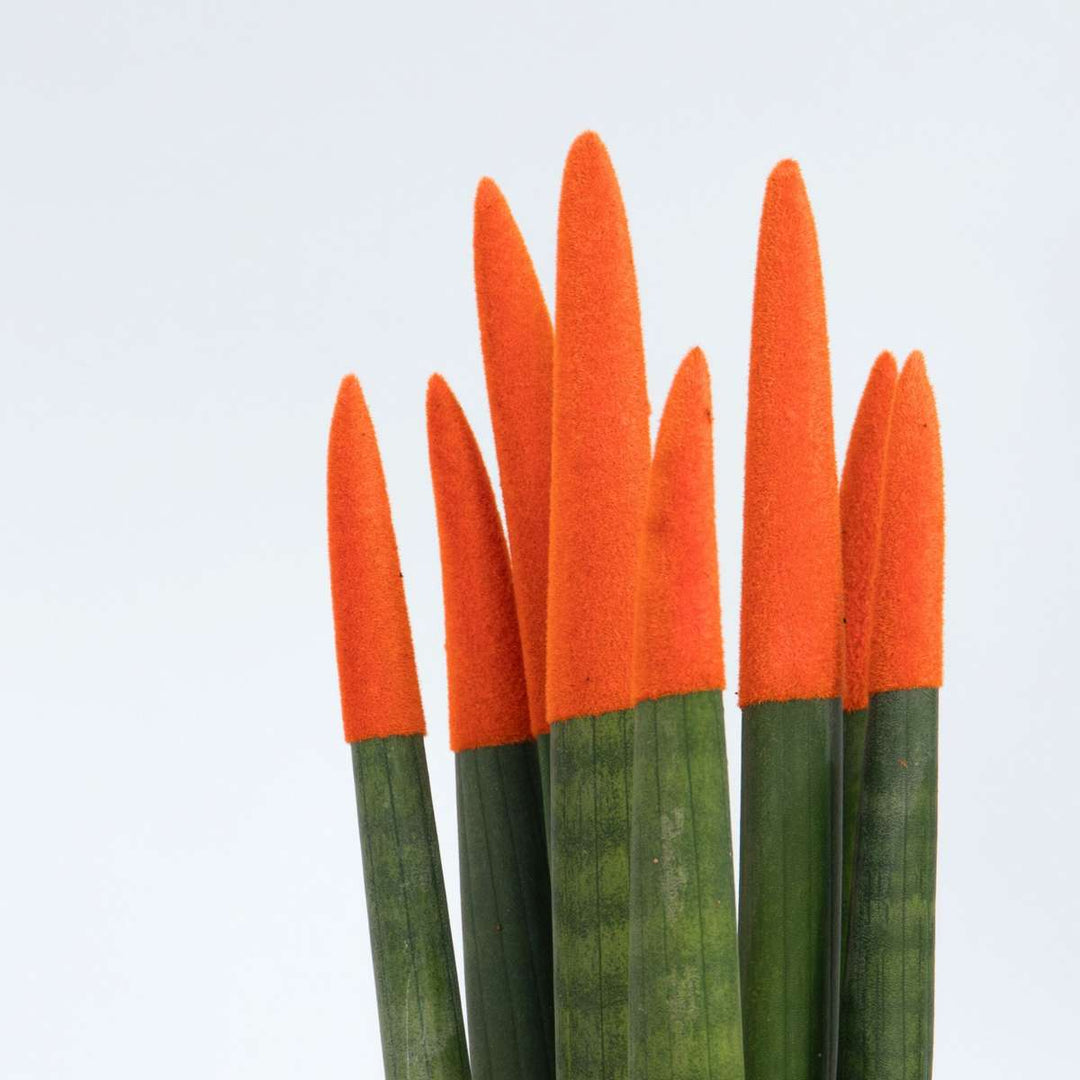 Sansevieria Cylindrica 'Velvet Touchz' - Narančasta - FloraStore