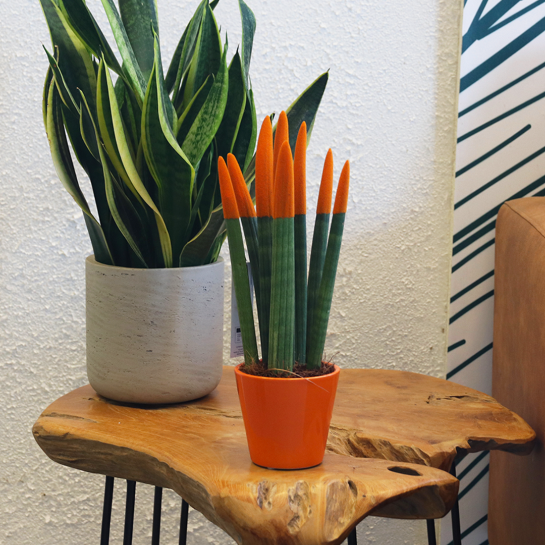Sansevieria Cylindrica 'Velvet Touchz' - Narančasta - FloraStore