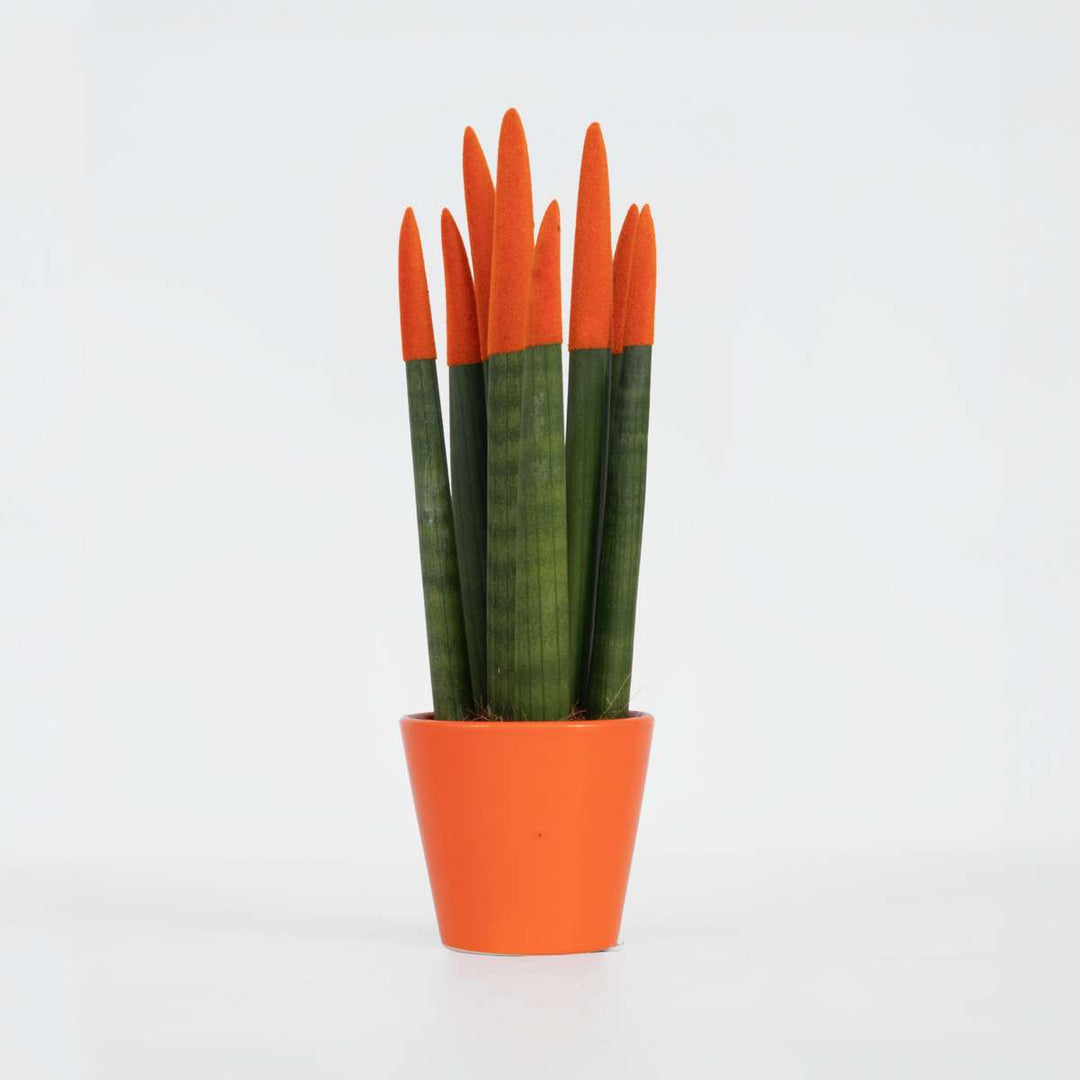 Sansevieria Cylindrica 'Velvet Touchz' - Narančasta - FloraStore