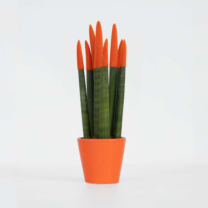 Sansevieria Cylindrica 'Velvet Touchz' - Narančasta - FloraStore
