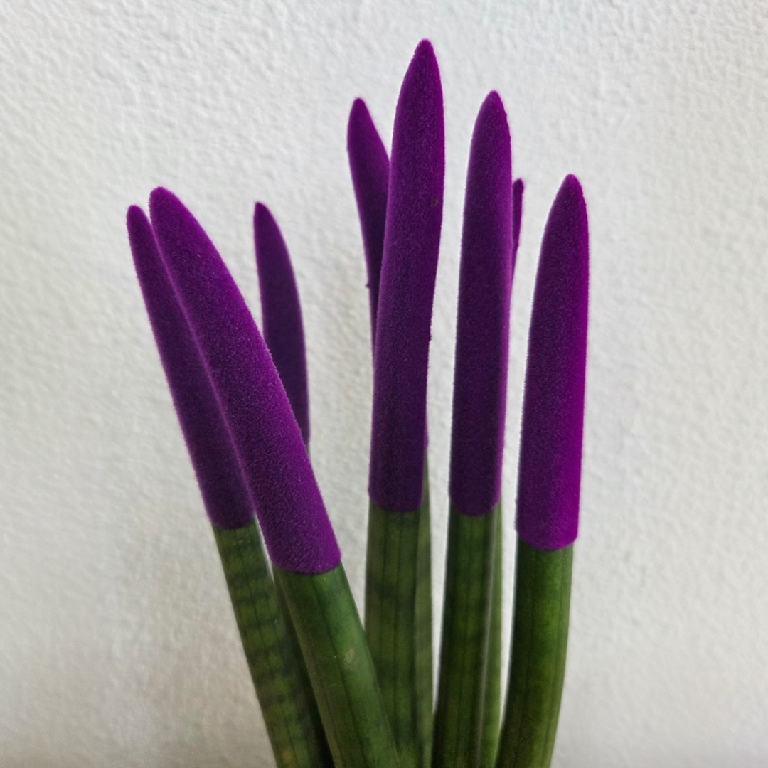 Sansevieria Cylindrica 'Velvet Touchz' - Paars