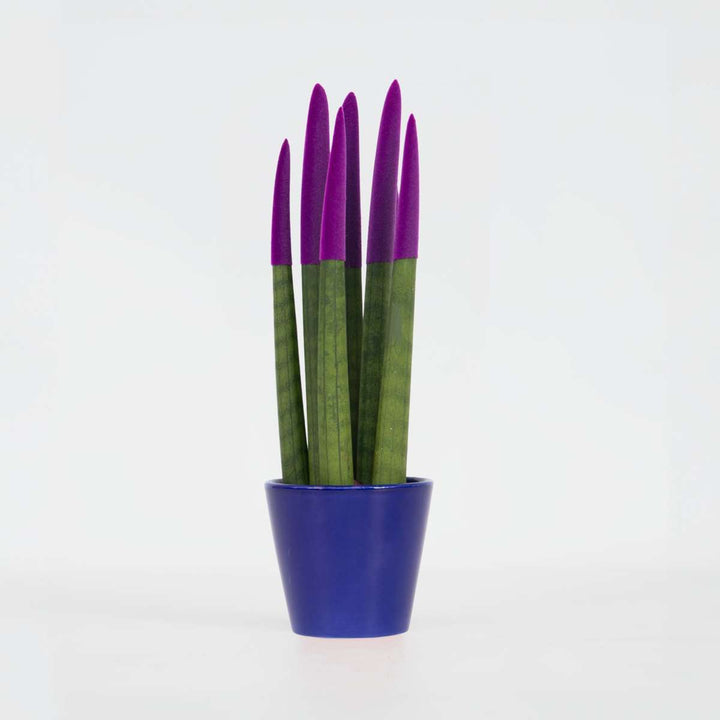 Sansevieria Cylindrica 'Velvet Touchz' - Paars
