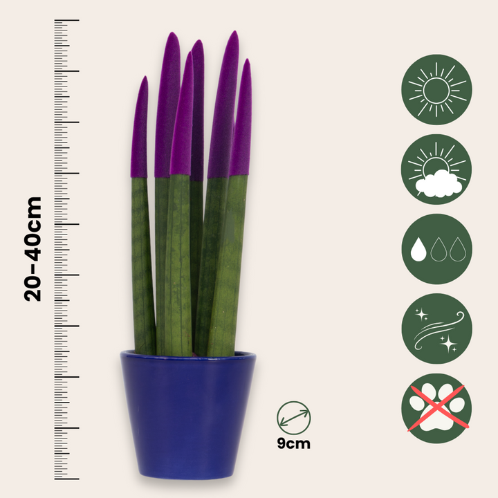 Sansevieria Cylindrica 'Velvet Touchz' - Paars