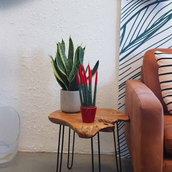 Sansevieria Cylindrica 'Velvet Touchz' - Rood - FloraStore