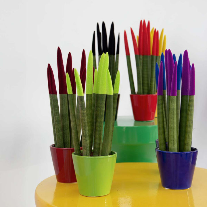 Sansevieria Cylindrica 'Velvet Touchz' - Rood - FloraStore