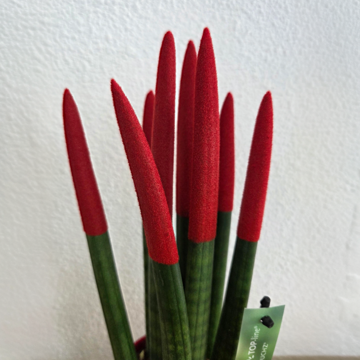 Sansevieria Cylindrica 'Velvet Touchz' - Rood - FloraStore