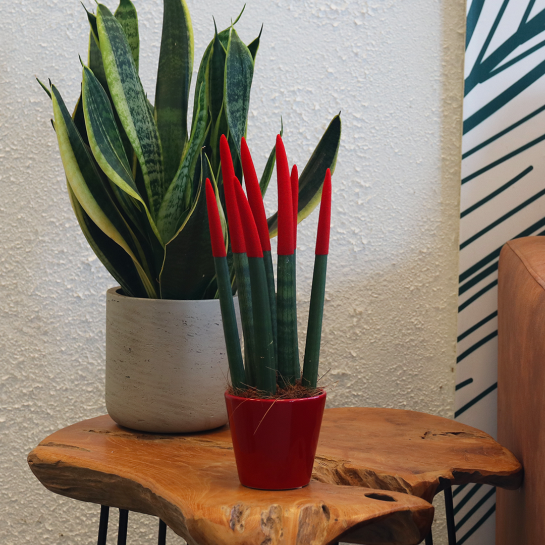 Sansevieria Cylindrica 'Velvet Touchz' - Rood - FloraStore