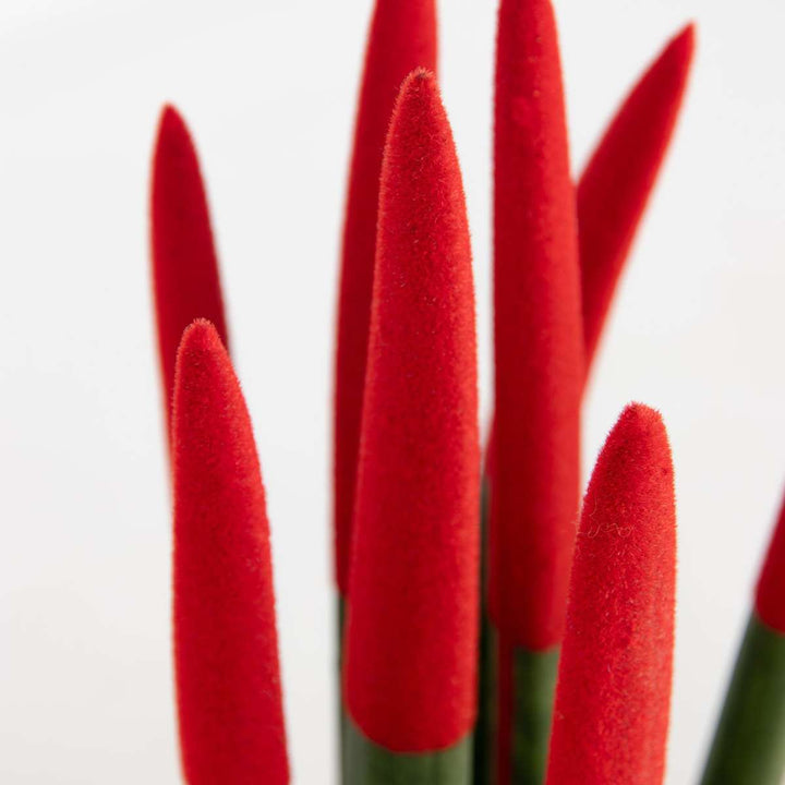 Sansevieria Cylindrica 'Velvet Touchz' - Rood - FloraStore