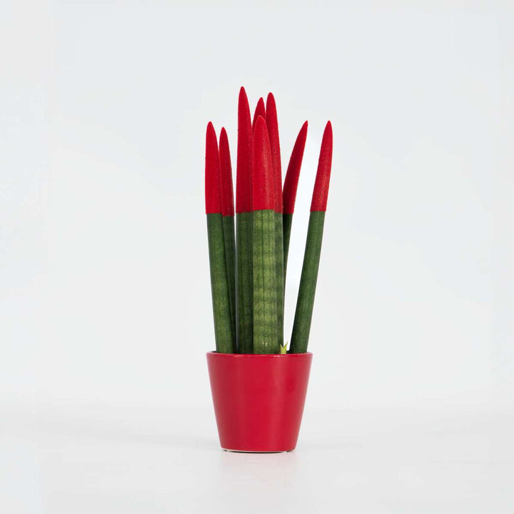 Sansevieria Cylindrica 'Velvet Touchz' - Rood - FloraStore