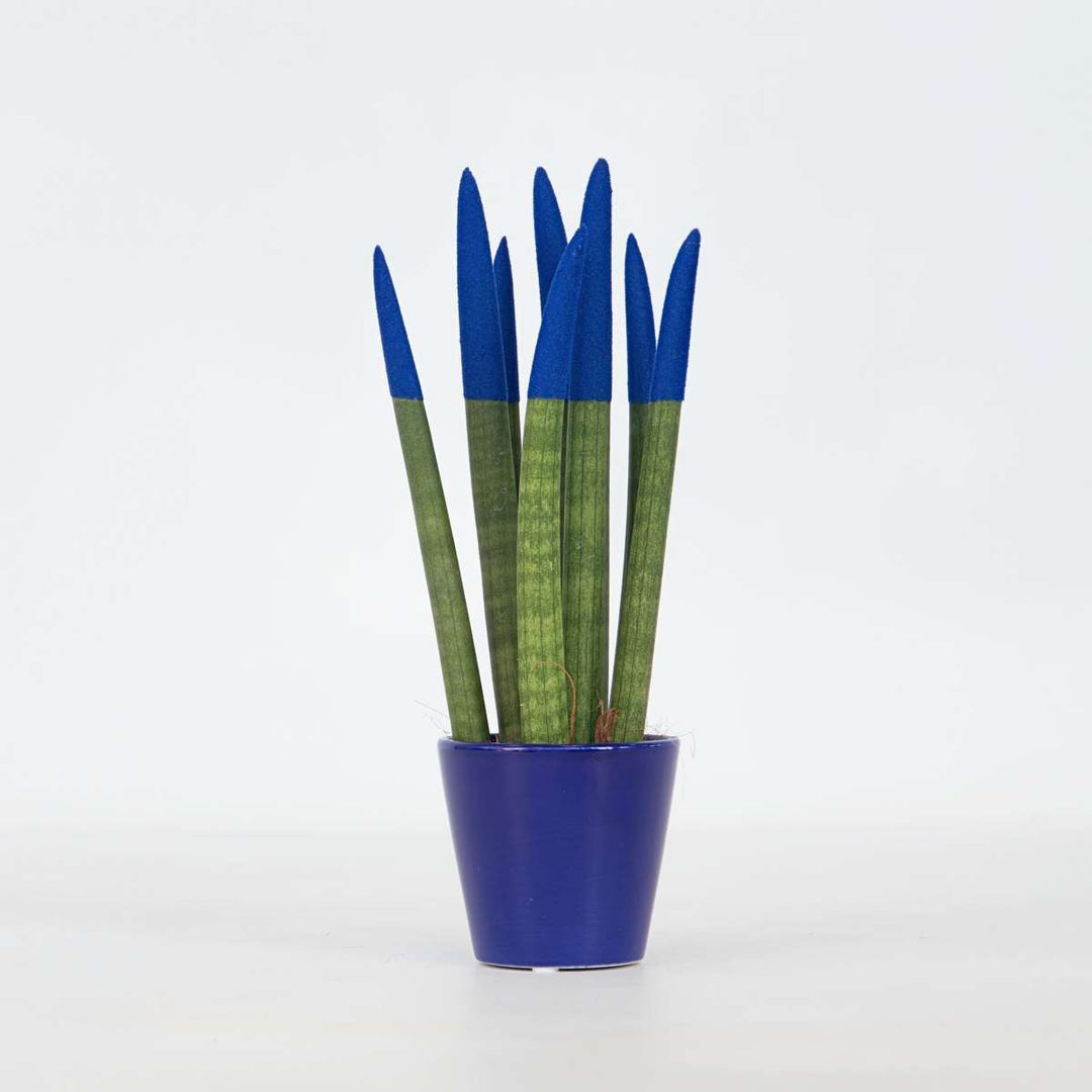 Sansevieria cylindrica 'Velvet Touchz' - modrá - FloraStore
