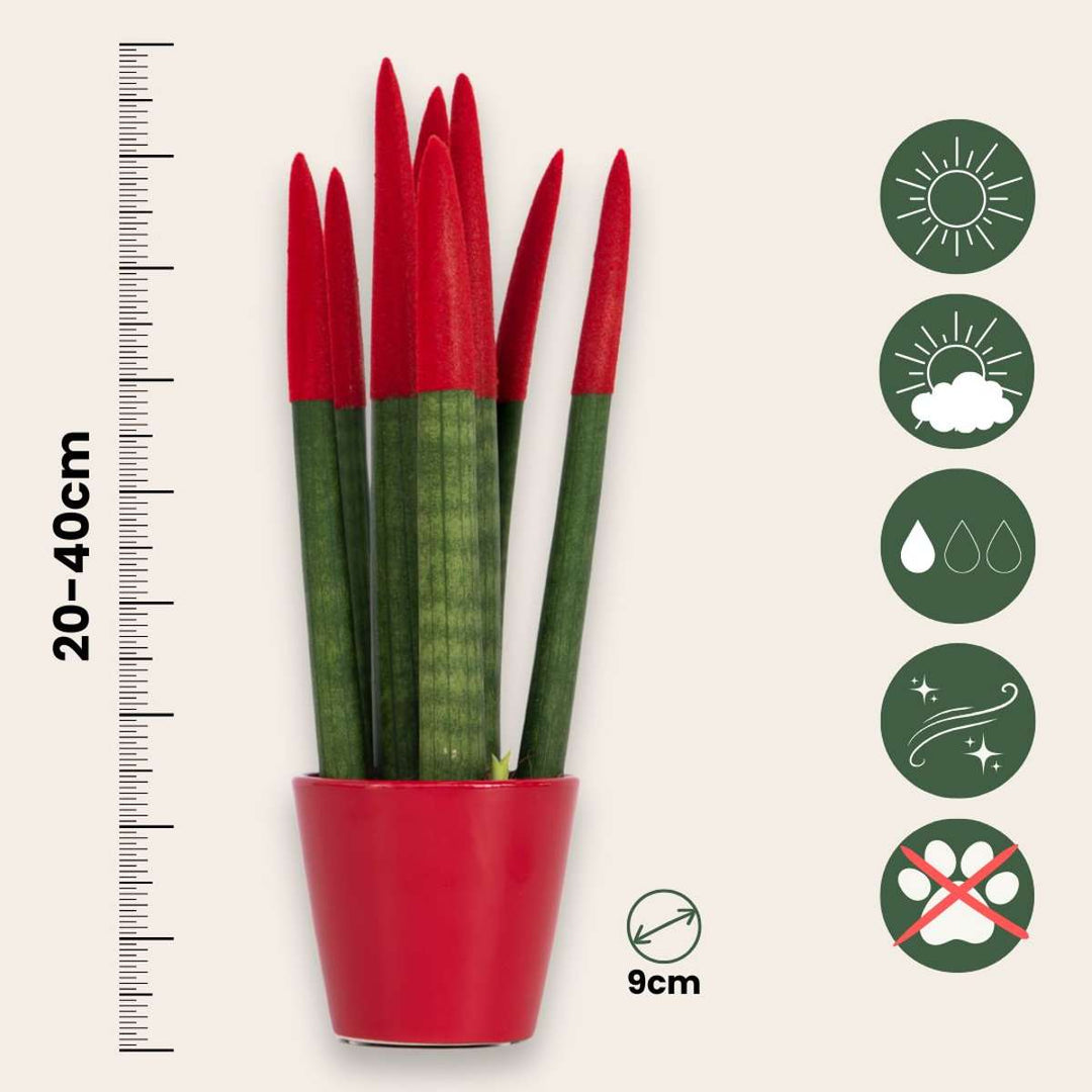 Sansevieria Cylindrica 'Velvet Touchz' - Rood - FloraStore
