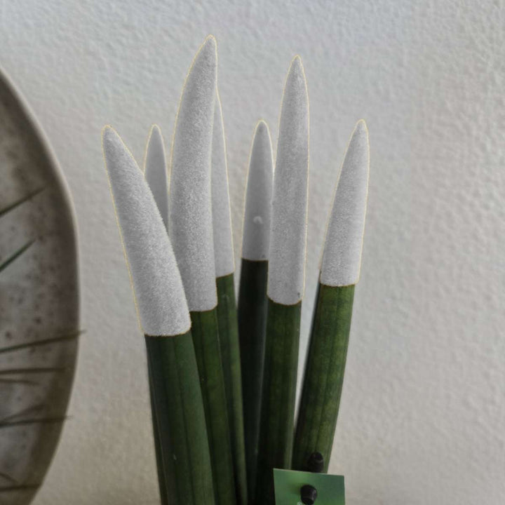 Sansevieria Cylindrica 'Velvet Touchz' - Bijela - FloraStore